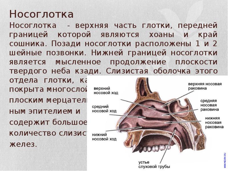 Строение носа человека схема