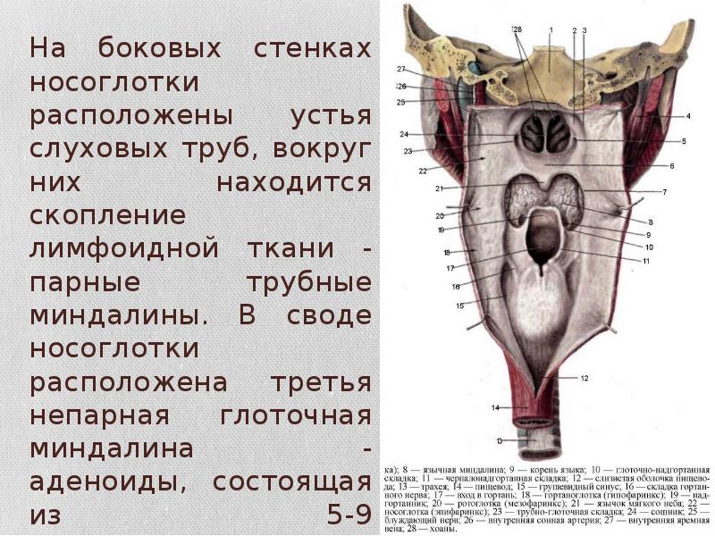 Свод глотки. Глоточное отверстие слуховой трубы анатомия. Глоточная и трубные миндалины. Глоточная миндалина располагается. Трубная миндалина располагается.