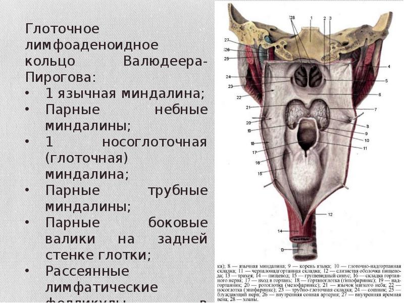 Глоточное кольцо