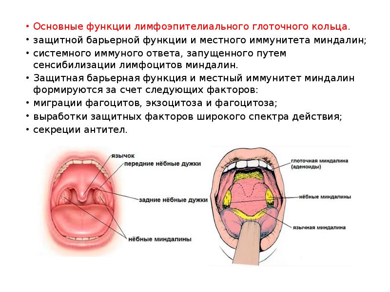 Миндалины на шее расположение схема