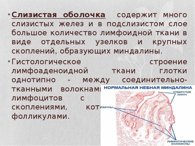 Слизистые железы. Слизистая оболочка глотки. Носоглотка строение гистология. Миндалины слизистой оболочки. Функции небных миндалин.