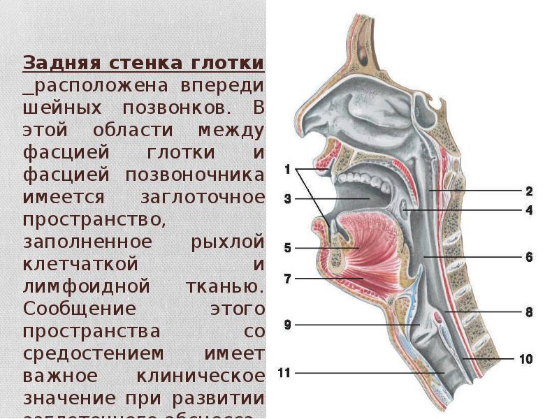 Строение ротоглотки картинка