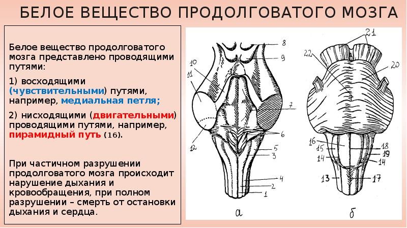 Какой цифрой на рисунке обозначен продолговатый мозг