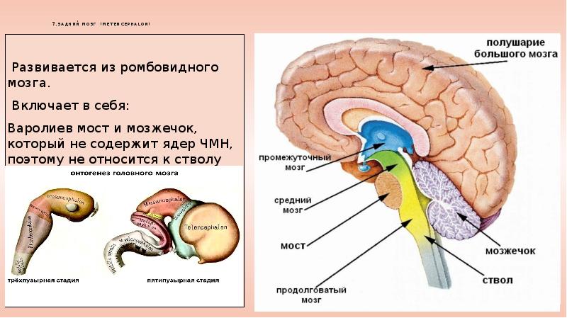 Строение головного мозга презентация 8 класс