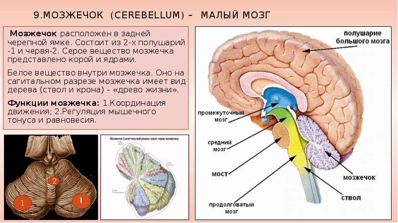 Центр поддержания равновесия в каком отделе мозга. Мозжечок структуры отделов функции. Строение черепа мозжечок. Мозжечок мозг функции кратко. Функции мозжечка в головном мозге.