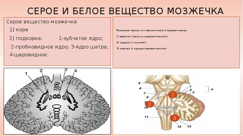 Мозжечок анатомия схема