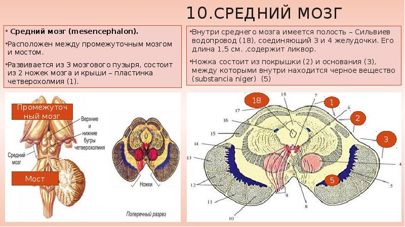 Средний мозг срез схема