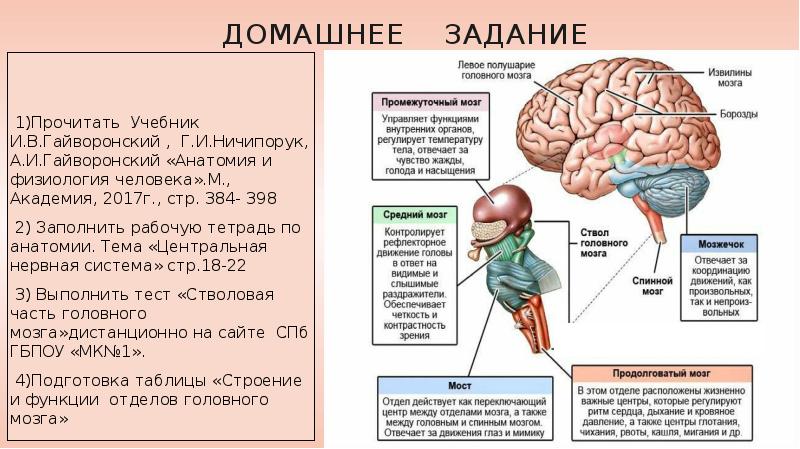 Физиология головного мозга презентация