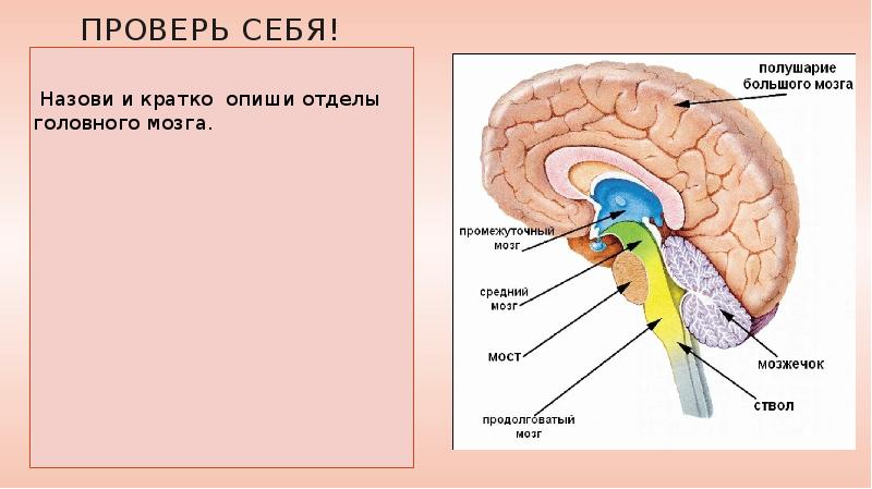 Схема стволовой части мозга