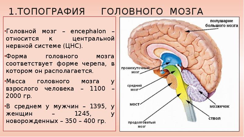 Задний отдел мозга включает. Топография отделов головного мозга. Отделы мозга топография строение и функции. Строение головного мозга спереди. Последовательность отделов головного мозга снизу вверх.