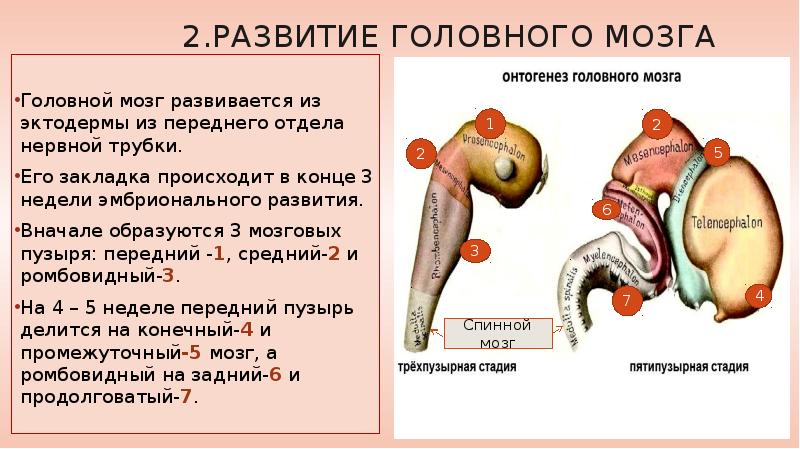 Развитие головного мозга. Головной мозг развивается из. Развивается из 3 мозговых пузырей. Опишите развитие головного мозга. Промежуточный мозг развивается из мозгового пузыря.