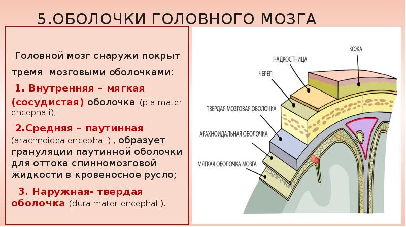 Оболочки головного мозга презентация