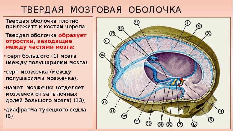 Анатомия и физиология диафрагмы презентация