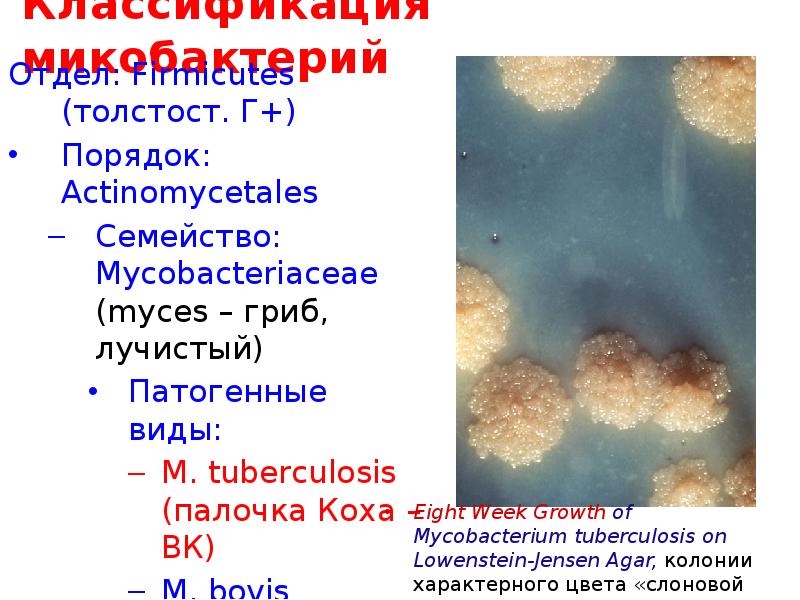 Микобактерии являются