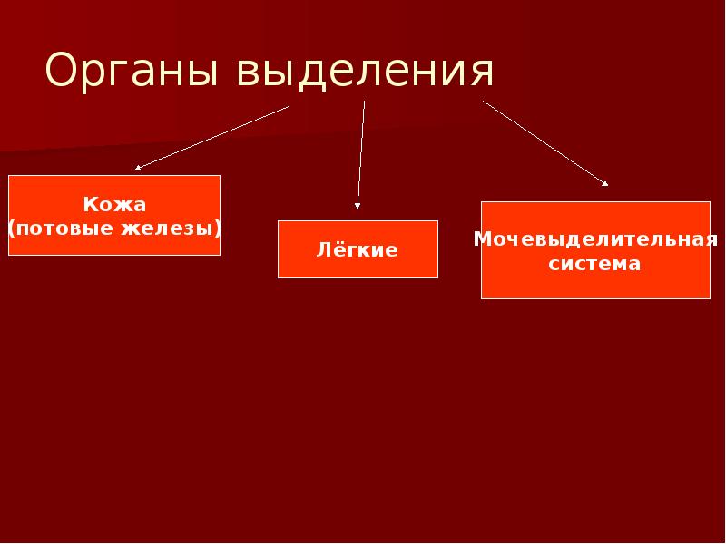 Органы выделения Органы выделения