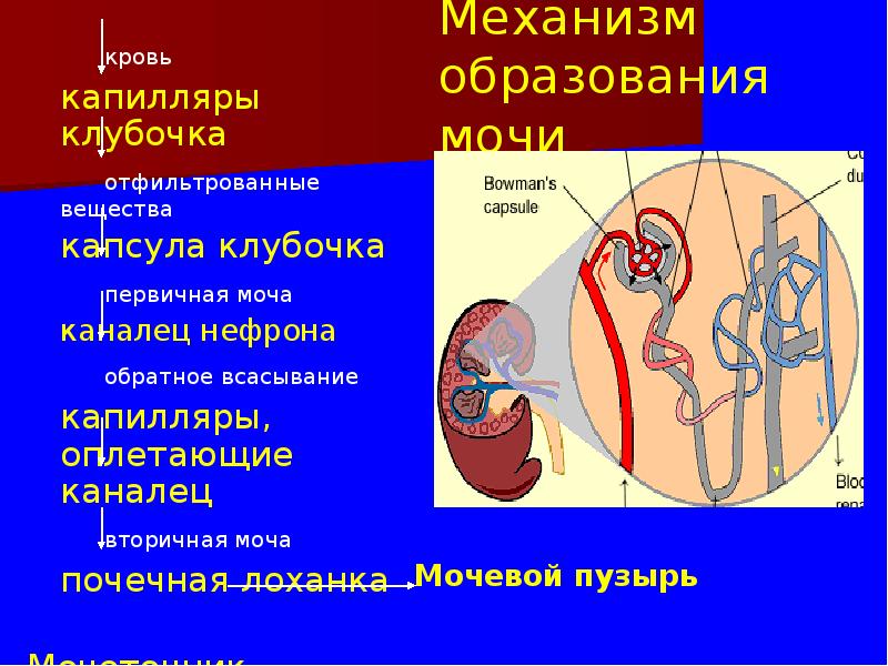 Механизм образования мочи
кровь
капилляры клубочка
отфильтрованные вещества
капсула клубочка
Механизм образования мочи
кровь
капилляры клубочка
отфильтрованные вещества
капсула клубочка