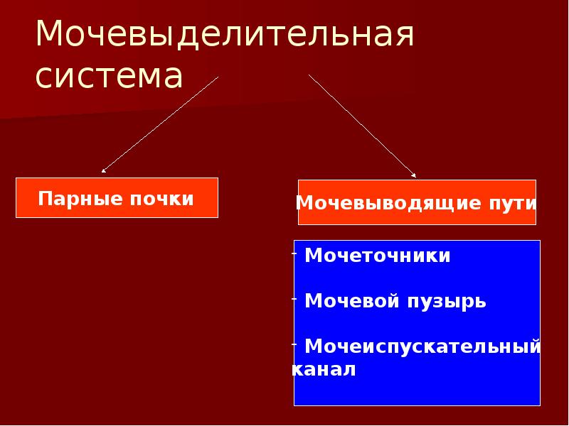 Мочевыделительная система Мочевыделительная система