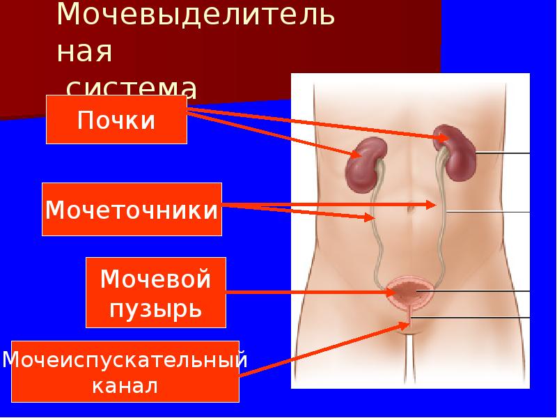 Мочевыделительная система Мочевыделительная система