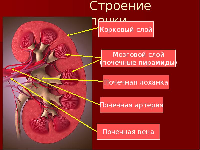 Строение почки Строение почки