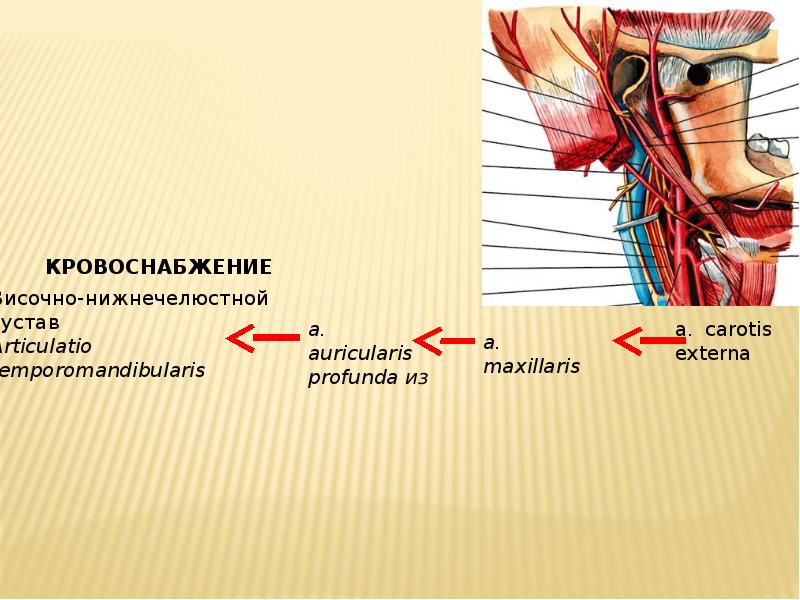 Артерии головы и шеи презентация