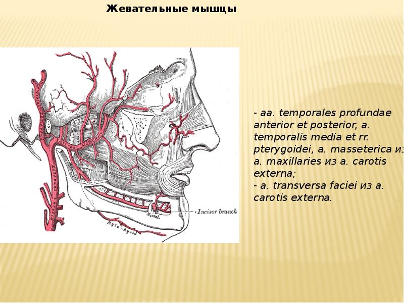 Артерии головы и шеи презентация