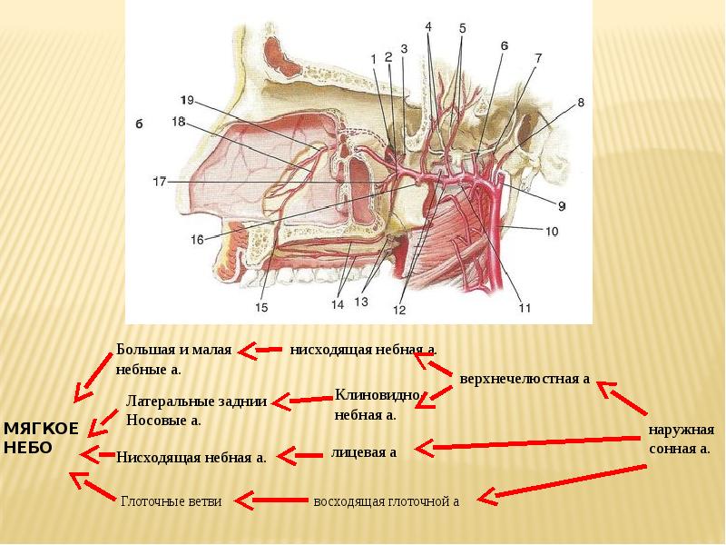 Верхнечелюстная артерия презентация