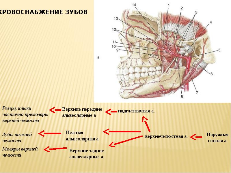 Верхнечелюстная артерия презентация