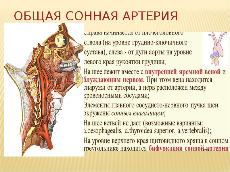 Общая сонная артерия. Синтопия общей сонной артерии. Основная Сонная артерия. Общая Сонная артерия располагается.