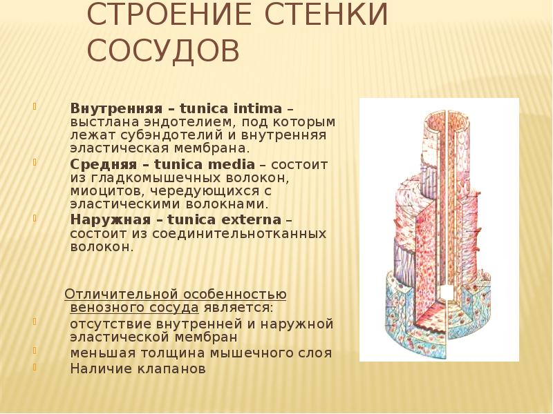 Строение стенки артерии. Строение стенки вены. Вена строение стенки. Схематичное строение стенок Вена. Строение стенки вен схематично.