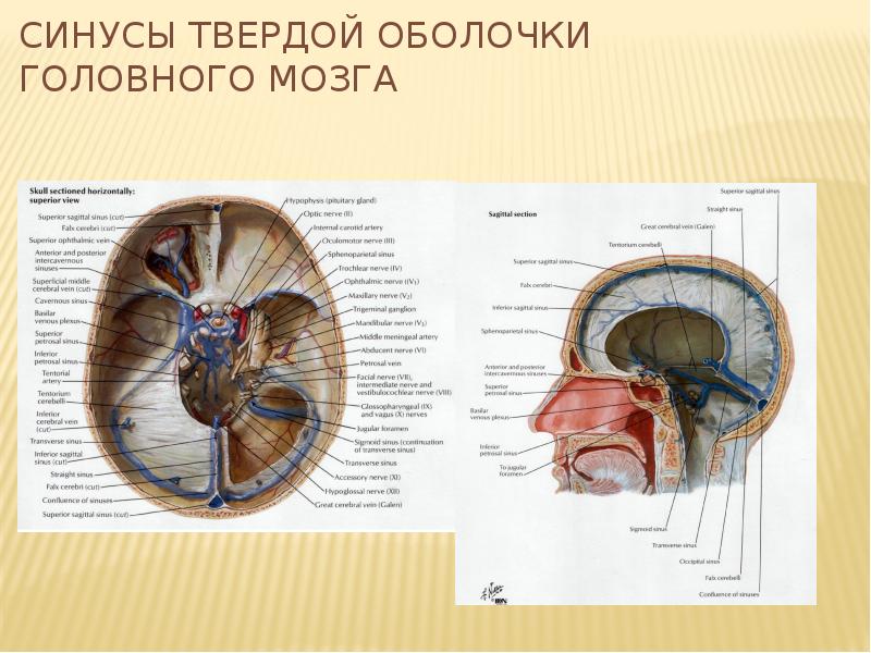 Синусы твердой мозговой оболочки рисунок