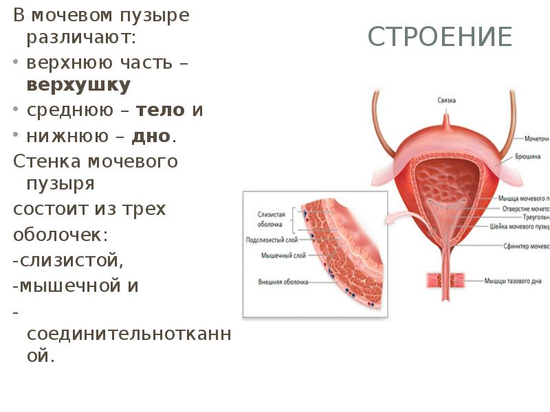 Стенки мочевого пузыря. Строение стенки мочевого пузыря. Слои стенки мочевого пузыря. Мышечная оболочка мочевого пузыря состоит. Стенка мочевого пузыря состоит.