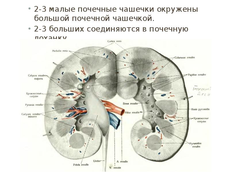 Где находится почечная лоханка у человека фото