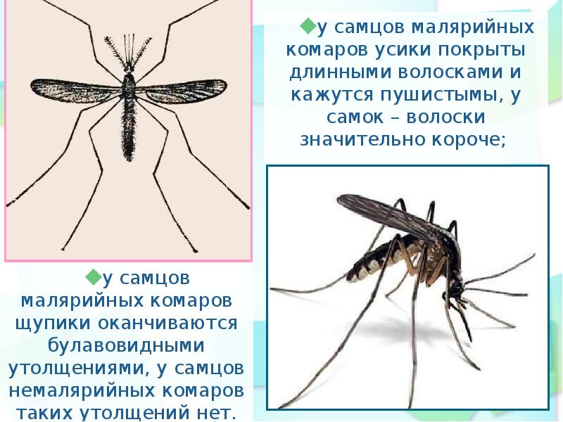 Мышь является тело покрыто поместить волоски размеры