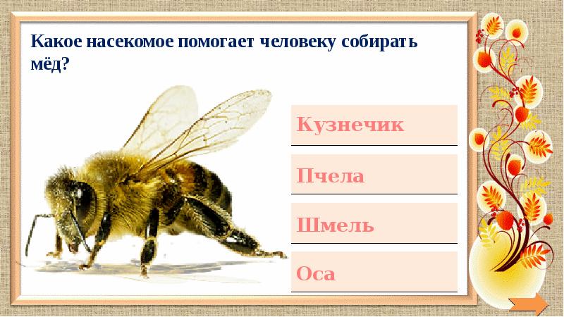 звуки насекомых. тест какое ты насекомое по знаку зодиака. овен насекомое. викторина «удивительные насекомые». с помощью чего издают звуки насекомые.