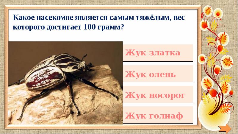 Кто не является насекомым. Кто не является насекомым 1 класс. Какое насекомое тест. Разные виды насекомых.