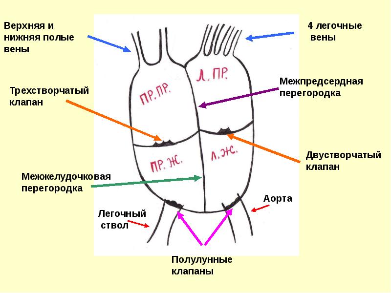 Легочной вене