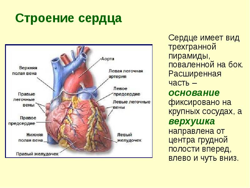 Строение сердца где находится