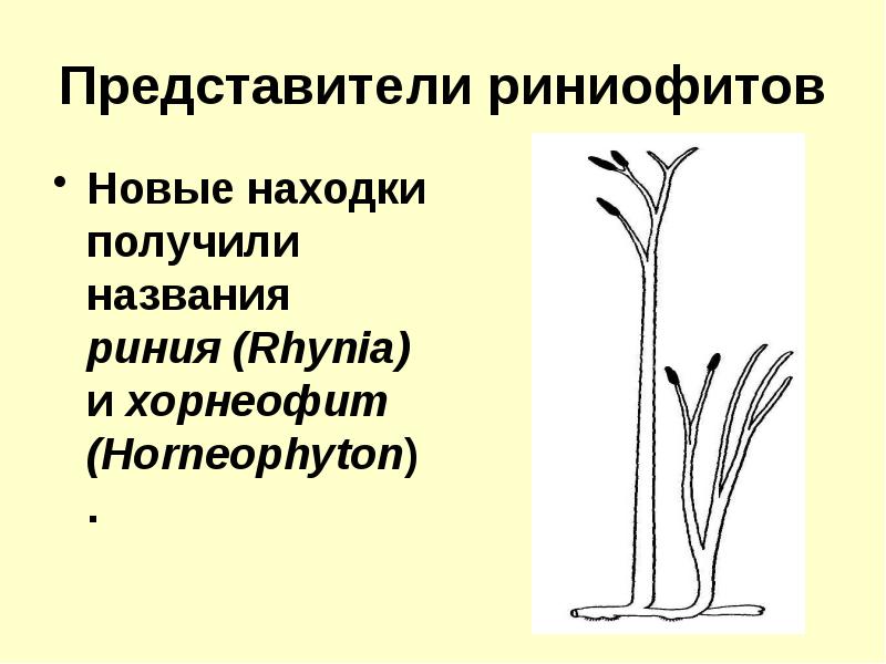 Строение риниофитов рисунок