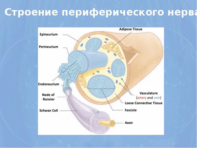 Морфофункциональное строение периферического нерва. Схема строения периферического нерва. В составе смешанного периферического нерва определяются. Поперечный срез нерва гистология препарат. Смешанный периферический нерв.