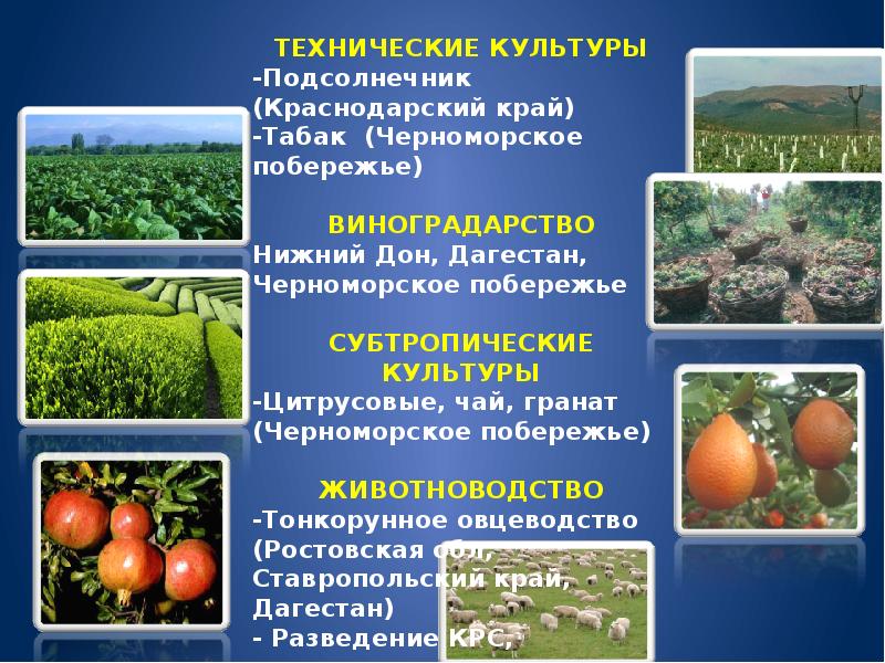 География 9 класс презентация хозяйство северного кавказа