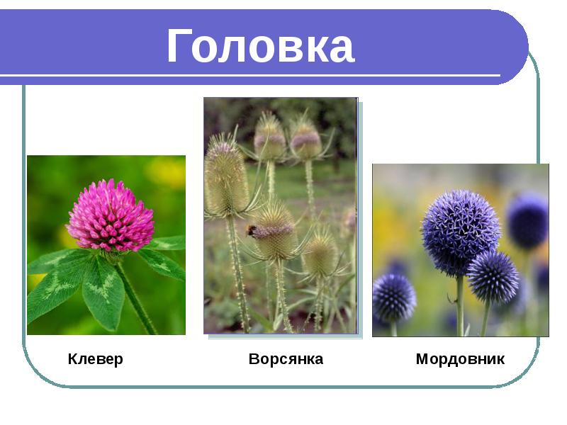 Соцветие головка. Цветы с соцветием головка. Соцветие головка примеры растений. Растения с соцветием головка. Соцветие головка Римеры.