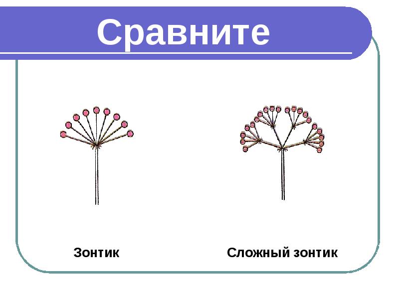 Презентация на тему соцветия