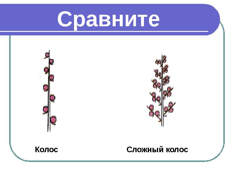 Схема соцветия подорожника