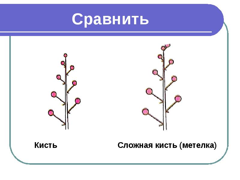 Рисунок соцветия ландыша