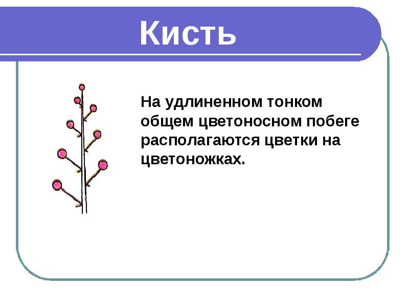 Презентация на тему соцветия 6 класс биология