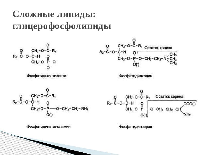 Структура глицерофосфатов и сфинголипидов. Глицерофосфолипиды гидролиз кислотный. Глицерофосфолипиды схема строения. Глицерофосфолипиды строение функции. Функции глицерофосфолипидов биохимия.