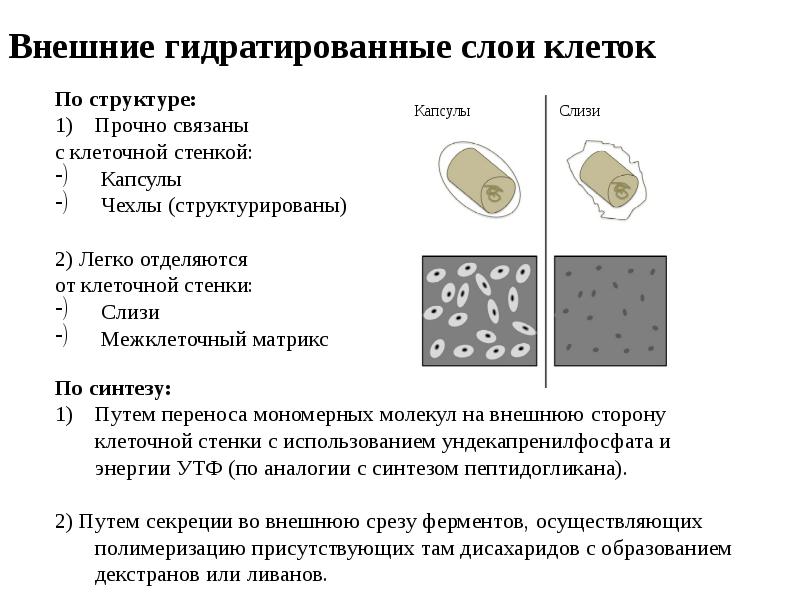 2 слоя клеток. Капсула и слизистый слой клетки состав. Слои клеток. Строение клетки по слоям. Чехол и капсулы микроорганизмов.