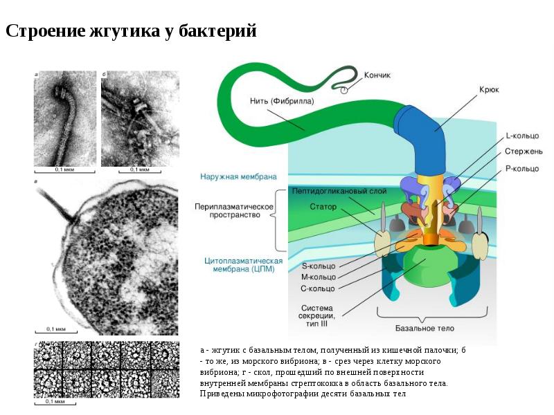 Жгутиковая бактерия фото