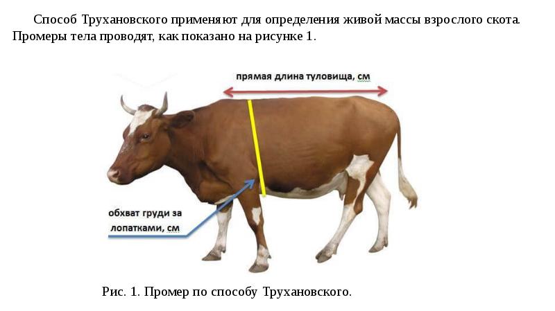 Схема обмера крс