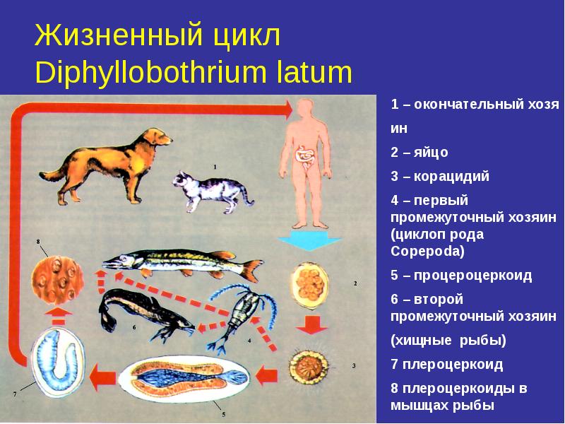 Дифиллоботриоз цикл развития схема